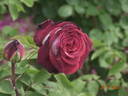 Osiria rose photo
