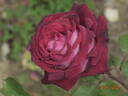 Osiria rose photo