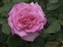 Wimi rose photo