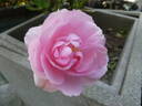 Rosenprofessor Sieber ® rose photo