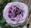 Blue PomPom rose photo