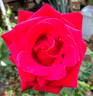 Marilyn Wellan (hybrid tea, Edwards rose photo