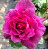 Purple Rain rose photo
