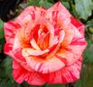 Michelangelo rose photo