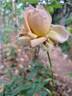 Anahe ® rose photo