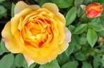Sultry ™ rose photo