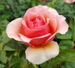 Nancy Reagan ™ rose photo