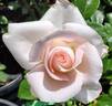 Dorothy House rose photo