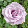 Sterling Silver rose photo