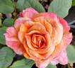 Velvet Orange rose photo