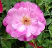 Corvedale rose photo
