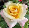 Sunny Sky ™ rose photo