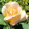 Sunny Sky ™ rose photo
