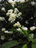 Purezza rose photo