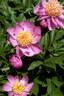 Imperial Divinity peony photo