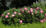 Imperial Divinity peony photo