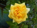 Yellow Brick Road rose photo