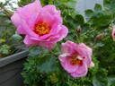 Orienta rose photo