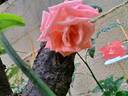 Prince Klaus rose photo
