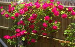 Marie Nabonnand rose photo