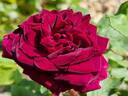 Empereur du Maroc rose photo