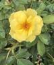 The Champion™ Yellow Rose rose photo