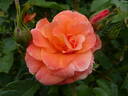 Newsflash rose photo