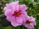 Orienta rose photo