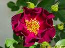 Route 66 rose photo