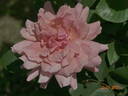 Budateteni rose photo