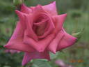 Fragrance rose photo