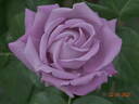 Lugdunum rose photo