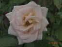 Osiana ™ rose photo