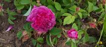 Velours Pourpre rose photo