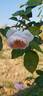 Comtesse de Rocquigny rose photo