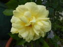 Yellow Brick Road rose photo