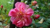 Vincent Jeannerot rose photo