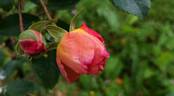 Vincent Jeannerot rose photo