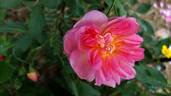 Vincent Jeannerot rose photo