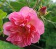 Vincent Jeannerot rose photo