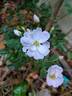 Petite de Terre Franche rose photo