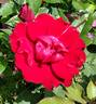 Keep In Touch rose photo
