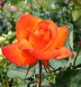 Clos Fleuri d'Or rose photo