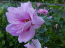 Orienta rose photo
