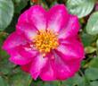 Make Believe ™ rose photo