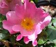 Roger English rose photo