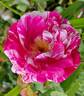 Moore's Striped Rugosa rose photo