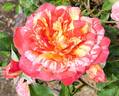 Modern Magic rose photo