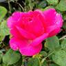Celestine rose photo