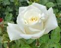 The Divine Miss M™ rose photo